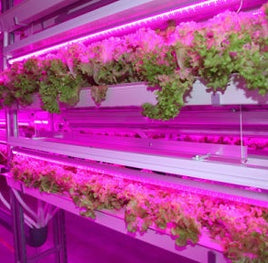 Luces LED para crecimiento de plantas