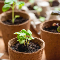 Kit de germinación de semillas de vegetales y hierbas aromáticas