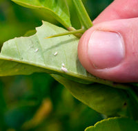 Repelente Natural Jabón Potásico + Ajo, Concentrado